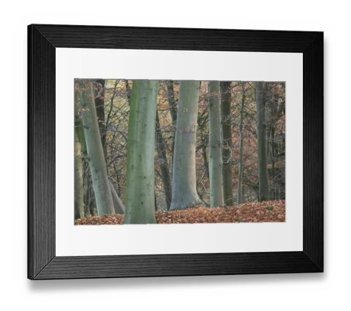 Framed Print : Common Beech (Fagus sylvatica) trunks and fallen leaves in woodland habitat, Kings Wood, Challock, North Downs, Kent Framed Print : Common Beech (Fagus sylvatica) trunks and fallen leaves in woodland habitat, Kings Wood, Challock, North Downs, Kent