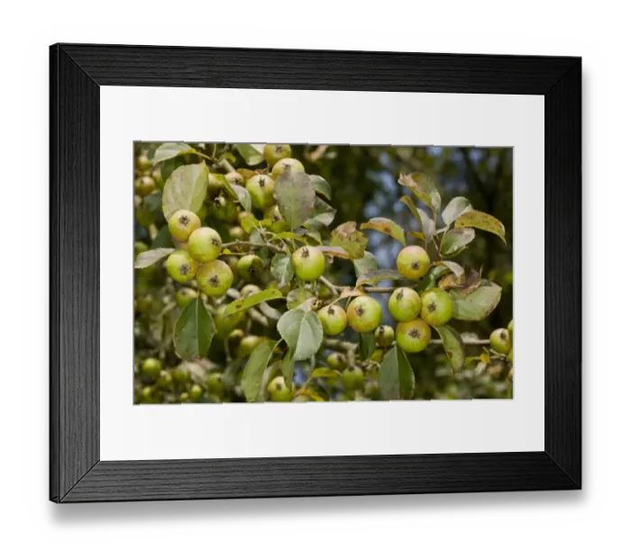 Framed Print : Wild Crabapple (Malus sylvestris) close-up of fruit, New Forest, Hampshire, England, August Framed Print : Wild Crabapple (Malus sylvestris) close-up of fruit, New Forest, Hampshire, England, August