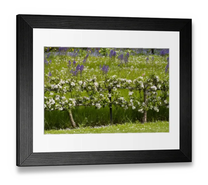 Framed Print : Cultivated Apple (Malus domestica) flowering, grown as two-tiered espaliers in garden, Herefordshire, England, May Framed Print : Cultivated Apple (Malus domestica) flowering, grown as two-tiered espaliers in garden, Herefordshire, England, May