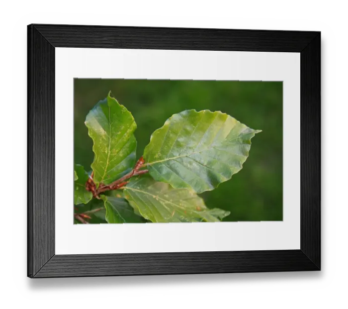 Framed Print : Common Beech (Fagus sylvatica) close-up of leaves, growing in garden hedge, Suffolk, England, October Framed Print : Common Beech (Fagus sylvatica) close-up of leaves, growing in garden hedge, Suffolk, England, October