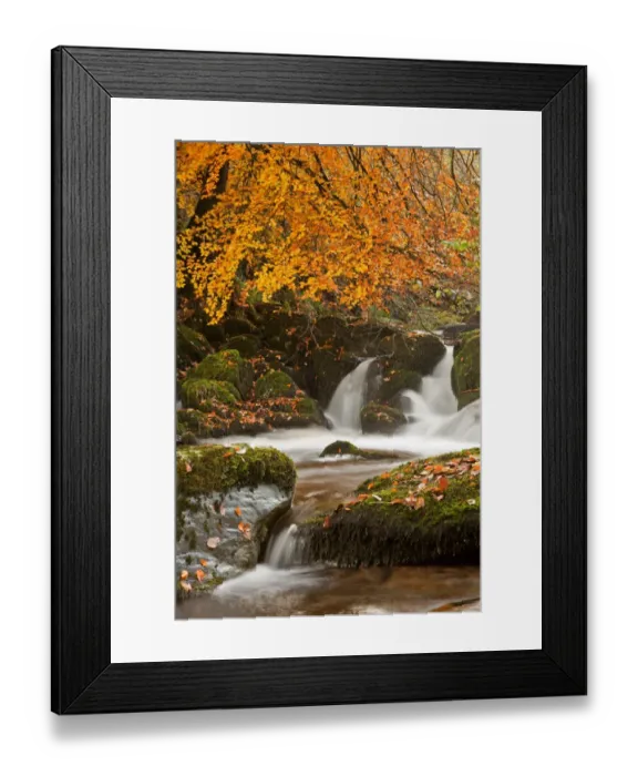 Framed Print : Common Beech (Fagus sylvatica) branches and leaves above small waterfall, Hoar Oak Water, near Watersmeet, North Devon Framed Print : Common Beech (Fagus sylvatica) branches and leaves above small waterfall, Hoar Oak Water, near Watersmeet, North Devon