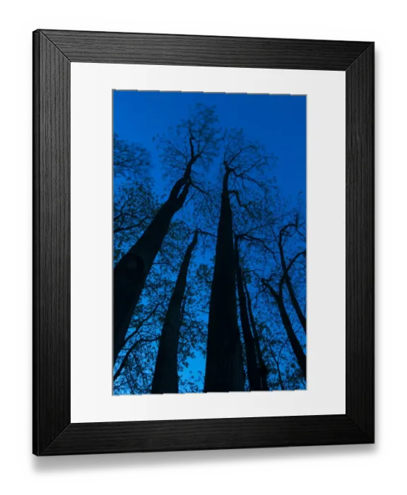 Framed Print : Common Ash (Fraxinus excelsior) trunks and canopy, silhouetted at twilight, Kent, England, May Framed Print : Common Ash (Fraxinus excelsior) trunks and canopy, silhouetted at twilight, Kent, England, May