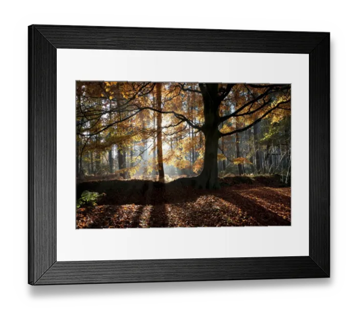 Framed Print : Common Beech (Fagus sylvatica) habit, backlit in woodland habitat, Marsham Woods, Norfolk, England, November Framed Print : Common Beech (Fagus sylvatica) habit, backlit in woodland habitat, Marsham Woods, Norfolk, England, November