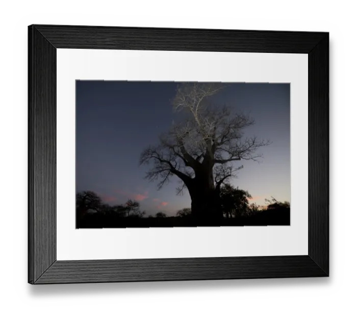 Framed Print : Baobab (Adansonia digitata) habit, at dusk, Kruger N. P. Transvaal, South Africa, June Framed Print : Baobab (Adansonia digitata) habit, at dusk, Kruger N. P. Transvaal, South Africa, June