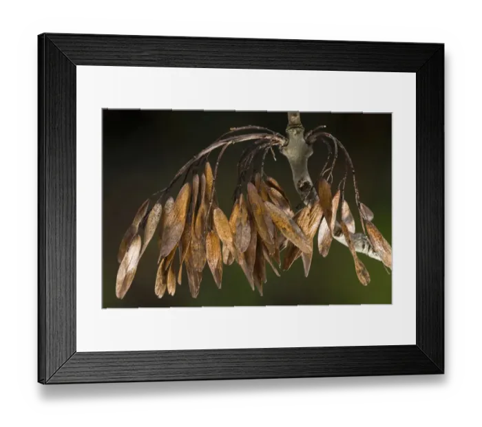 Framed Print : Common Ash (Fraxinus excelsior) close-up of mature keys (fruit), Dorset, England, November Framed Print : Common Ash (Fraxinus excelsior) close-up of mature keys (fruit), Dorset, England, November