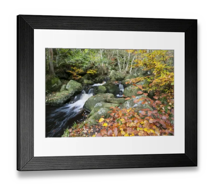Framed Print : Common Beech (Fagus sylvatica) growing beside stream with cascades in rocky woodland habitat, Padley Gorge, Dark Peak Framed Print : Common Beech (Fagus sylvatica) growing beside stream with cascades in rocky woodland habitat, Padley Gorge, Dark Peak