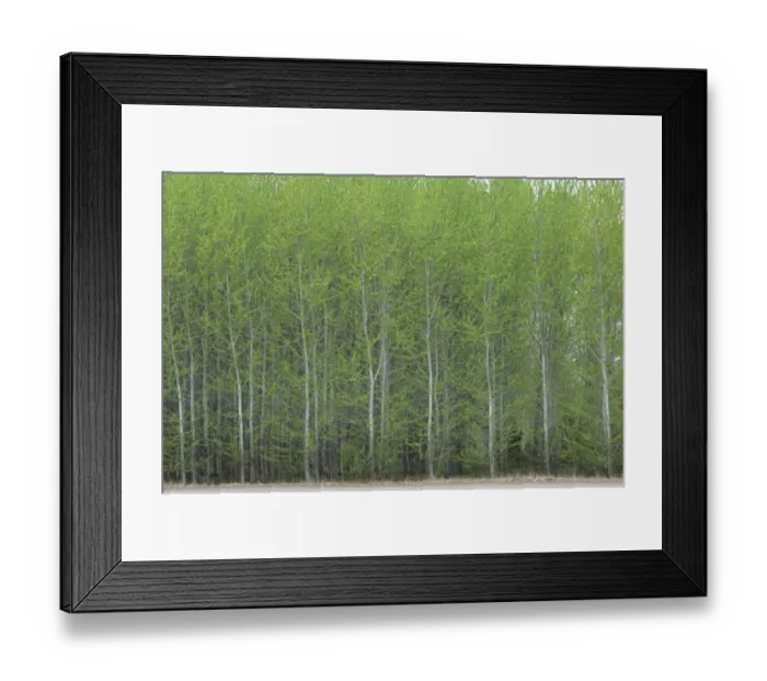Framed Print : European Aspen (Populus tremula) dense plantation, Sweden Framed Print : European Aspen (Populus tremula) dense plantation, Sweden