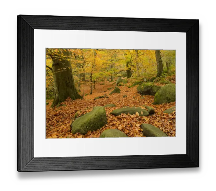 Framed Print : Common Beech (Fagus sylvatica) and Common Oak (Quercus robur) leaf litter amongst rocks in woodland habitat Framed Print : Common Beech (Fagus sylvatica) and Common Oak (Quercus robur) leaf litter amongst rocks in woodland habitat