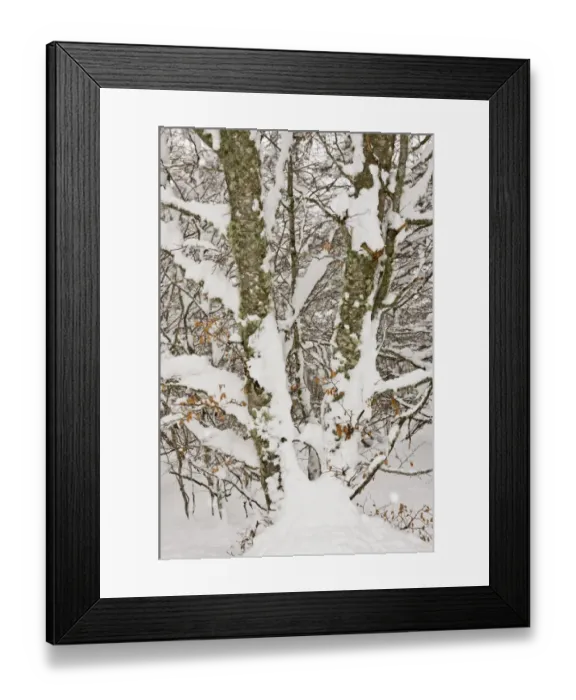 Framed Print : Common Beech (Fagus sylvatica) close-up of trunks and branches, covered in snow, Puerto de San Glorio, Picos de Europa Framed Print : Common Beech (Fagus sylvatica) close-up of trunks and branches, covered in snow, Puerto de San Glorio, Picos de Europa