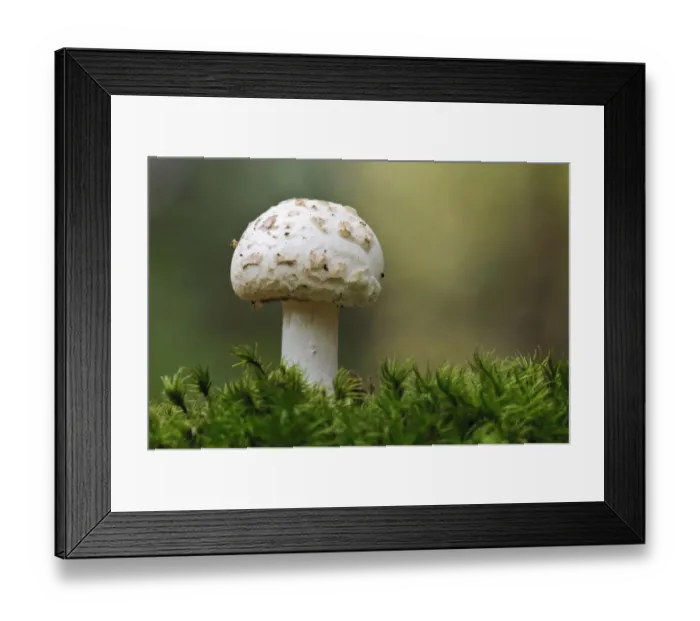 Framed Print : False Death-cap (Amanita citrina) fruiting body, growing amongst moss, Clumber Park, Nottinghamshire, England, October Framed Print : False Death-cap (Amanita citrina) fruiting body, growing amongst moss, Clumber Park, Nottinghamshire, England, October