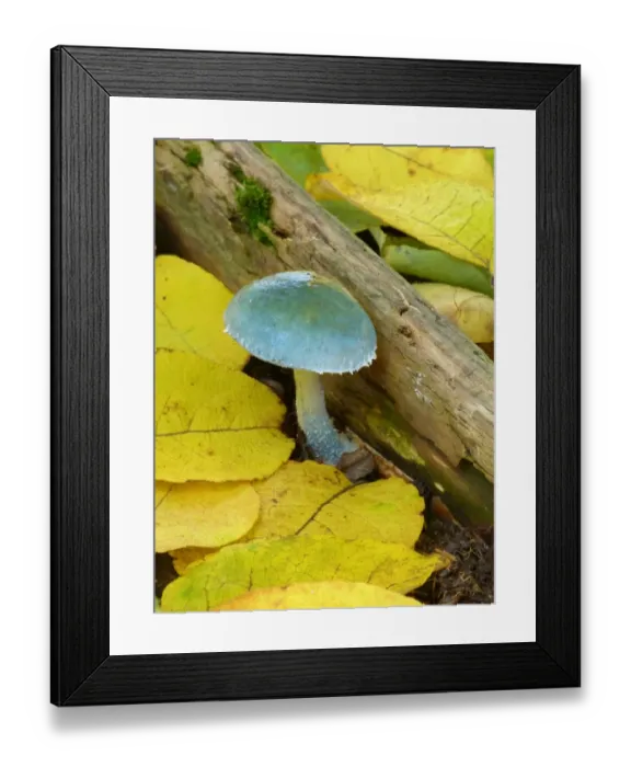 Framed Print : Verdigris Agaric (Stropharia aeruginosa) fruiting body, growing amongst fallen leaves, Derbyshire, England, October Framed Print : Verdigris Agaric (Stropharia aeruginosa) fruiting body, growing amongst fallen leaves, Derbyshire, England, October