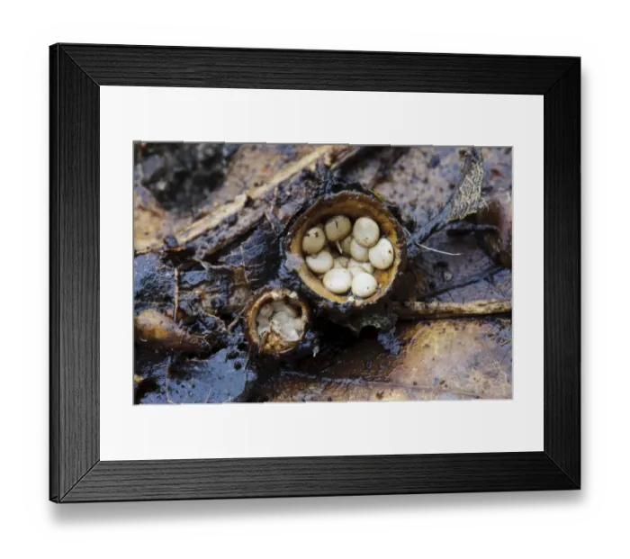 Framed Print : Field Birds Nest Fungus (Crucibulum laeve) fruiting bodies, splash cups after caps have come off to reveal peridiole