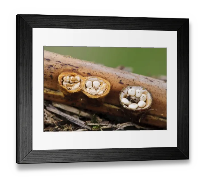 Framed Print : Field Birds Nest Fungus (Crucibulum laeve) fruiting bodies, splash cups after caps have come off to reveal peridiole Framed Print : Field Birds Nest Fungus (Crucibulum laeve) fruiting bodies, splash cups after caps have come off to reveal peridiole