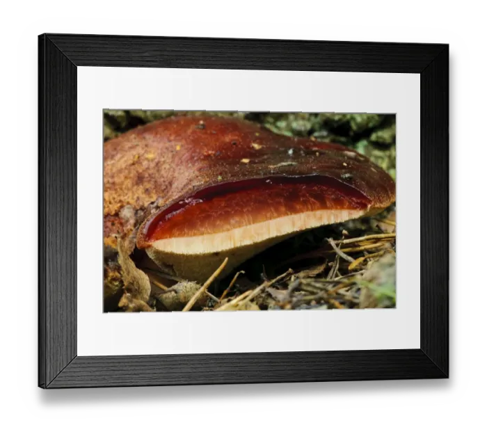 Framed Print : Beefsteak Fungus (Fistulina hepatica) fruiting body, with section cut away to show similarity to fresh beef from which Framed Print : Beefsteak Fungus (Fistulina hepatica) fruiting body, with section cut away to show similarity to fresh beef from which