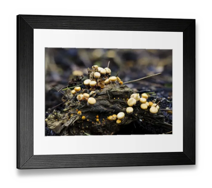 Framed Print : Field Birds Nest Fungus (Crucibulum laeve) fruiting bodies, growing on decaying wood, Sir Harold Hillier Gardens Framed Print : Field Birds Nest Fungus (Crucibulum laeve) fruiting bodies, growing on decaying wood, Sir Harold Hillier Gardens