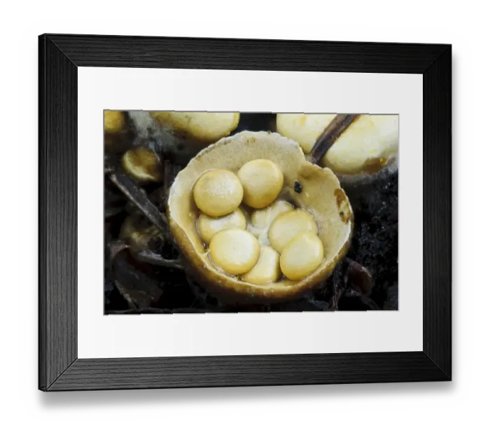 Framed Print : Field Birds Nest Fungus (Crucibulum laeve) fruiting body, splash cup after cap has come off to reveal peridiole spore Framed Print : Field Birds Nest Fungus (Crucibulum laeve) fruiting body, splash cup after cap has come off to reveal peridiole spore