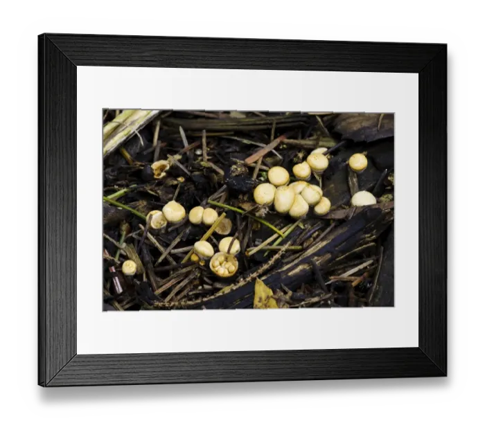 Framed Print : Field Birds Nest Fungus (Crucibulum laeve) fruiting bodies, one with splash cup after cap has come off to reveal Framed Print : Field Birds Nest Fungus (Crucibulum laeve) fruiting bodies, one with splash cup after cap has come off to reveal