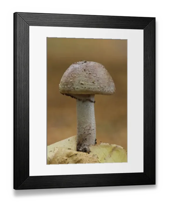 Framed Print : The Blusher (Amanita rubescens) fruiting body, growing amongst leaf litter, Clumber Park, Nottinghamshire, England
