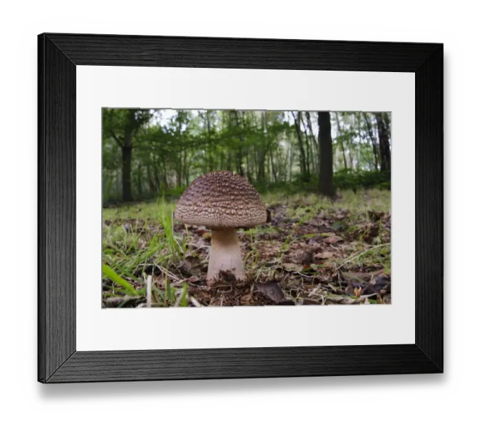 Framed Print : The Blusher (Amanita rubescens) fruiting body, growing in deciduous woodland, Clumber Park, Nottinghamshire, England Framed Print : The Blusher (Amanita rubescens) fruiting body, growing in deciduous woodland, Clumber Park, Nottinghamshire, England