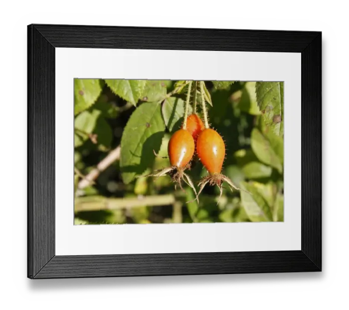 Framed Print : Harsh Downy Rose (Rosa tomentosa) close-up of rosehips, growing in hedgerow, Vicarage Plantation, Mendlesham, Suffolk Framed Print : Harsh Downy Rose (Rosa tomentosa) close-up of rosehips, growing in hedgerow, Vicarage Plantation, Mendlesham, Suffolk