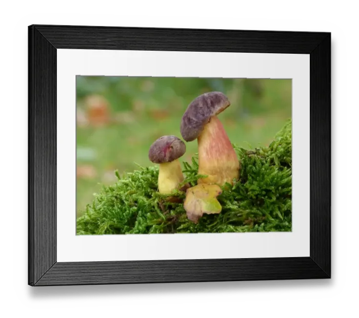 Framed Print : Red-cracked Bolete (Boletus chrysenteron) fruiting bodies, early stage, growing amongst moss under oak trees Framed Print : Red-cracked Bolete (Boletus chrysenteron) fruiting bodies, early stage, growing amongst moss under oak trees