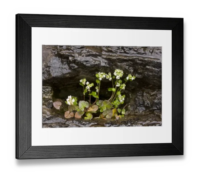 Framed Print : Danish Scurvy-grass (Cochlearia danica) flowering, growing on coastal cliff, France, March Framed Print : Danish Scurvy-grass (Cochlearia danica) flowering, growing on coastal cliff, France, March