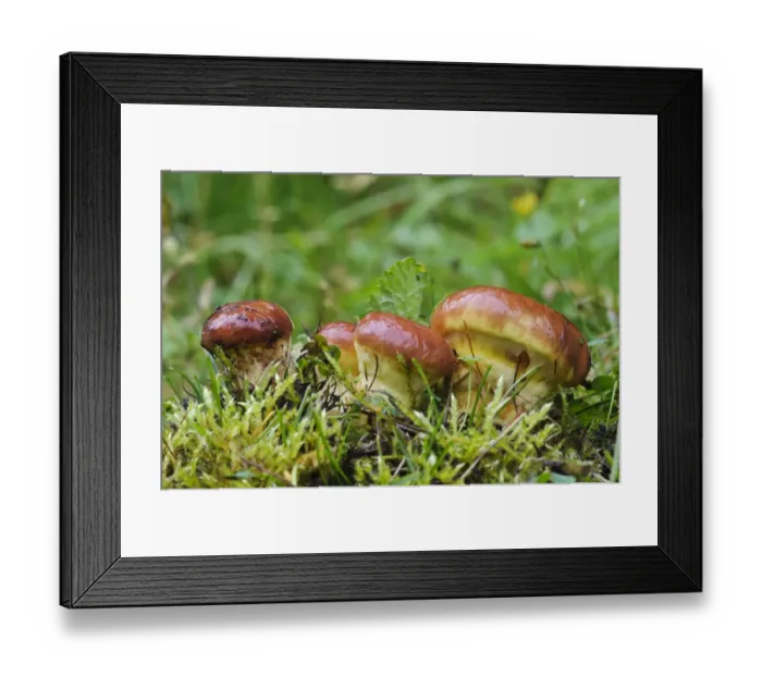 Framed Print : Larch Bolete (Suillus grevillei) fresh fruiting bodies, growing in grassland, Lound, Nottinghamshire, England, October