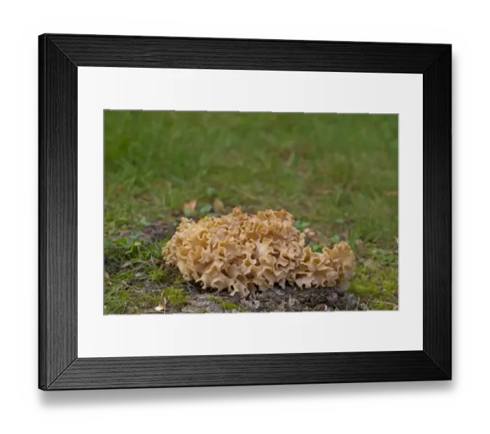 Framed Print : Cauliflower Fungus (Sparassis crispa) fruiting body, Norfolk, England, October Framed Print : Cauliflower Fungus (Sparassis crispa) fruiting body, Norfolk, England, October