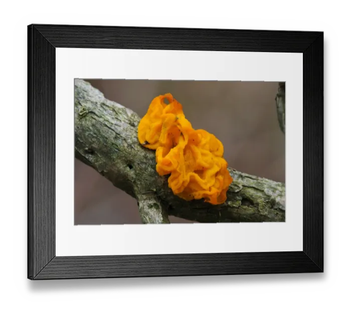 Framed Print : Yellow Brain Fungus (Tremella mesenterica) fruiting body, growing on twig, Gilfach Farm Nature Reserve, near Rhayader
