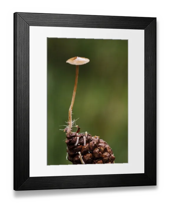Framed Print : Conifercone Cap (Baeospora myosura) fruiting body, growing from tip of pine cone with hyphae around base of stipe Framed Print : Conifercone Cap (Baeospora myosura) fruiting body, growing from tip of pine cone with hyphae around base of stipe