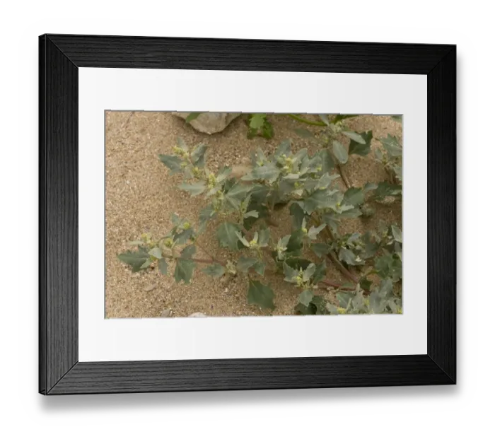 Framed Print : Frosted Orache (Atriplex laciniata) flowering, growing at tideline on sandy shore, August Framed Print : Frosted Orache (Atriplex laciniata) flowering, growing at tideline on sandy shore, August