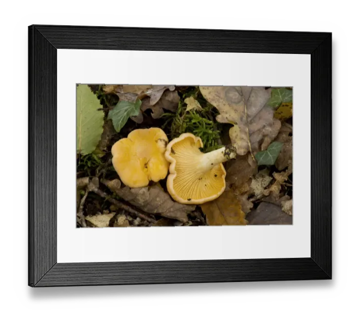 Framed Print : Chanterelle (Cantharellus cibarius) fruiting bodies, in deciduous woodland, Dordogne, France, November