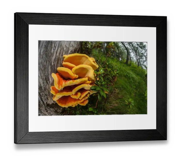 Framed Print : Chicken-of-the-woods (Laetiporus sulphureus) fruiting bodies, growing in woodland habitat, Ligurian Alps, Liguria