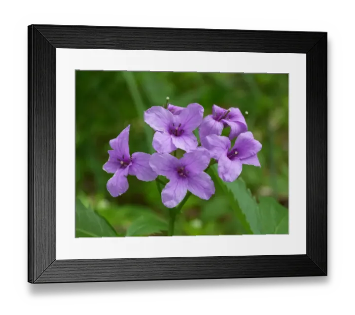 Framed Print : Five-leaved Toothwort (Dentaria quinquefolia) close-up of flowers, Dolomites, Italian Alps, Italy, June Framed Print : Five-leaved Toothwort (Dentaria quinquefolia) close-up of flowers, Dolomites, Italian Alps, Italy, June