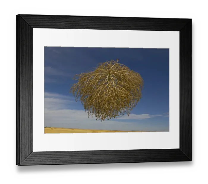 Framed Print : Tumbleweed (Salsola tragus) windblown dried plant, in mid-air over farmland, Spain, August Framed Print : Tumbleweed (Salsola tragus) windblown dried plant, in mid-air over farmland, Spain, August