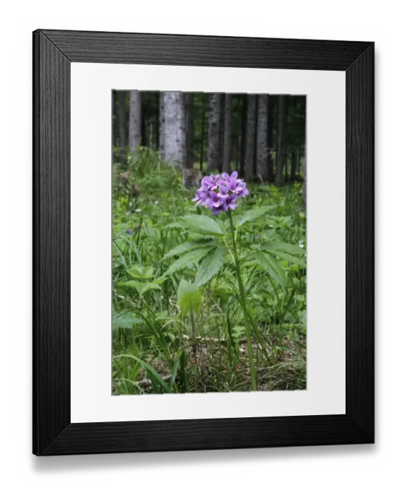Framed Print : Five-leaved Toothwort (Dentaria quinquefolia) flowering, growing in woodland habitat, Dolomites, Italian Alps, Italy Framed Print : Five-leaved Toothwort (Dentaria quinquefolia) flowering, growing in woodland habitat, Dolomites, Italian Alps, Italy