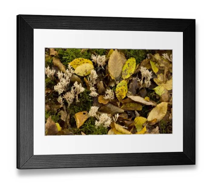 Framed Print : White Coral Fungus (Clavulina cristata) fruiting bodies, growing amongst leaf litter in deciduous woodland, Dordogne Framed Print : White Coral Fungus (Clavulina cristata) fruiting bodies, growing amongst leaf litter in deciduous woodland, Dordogne