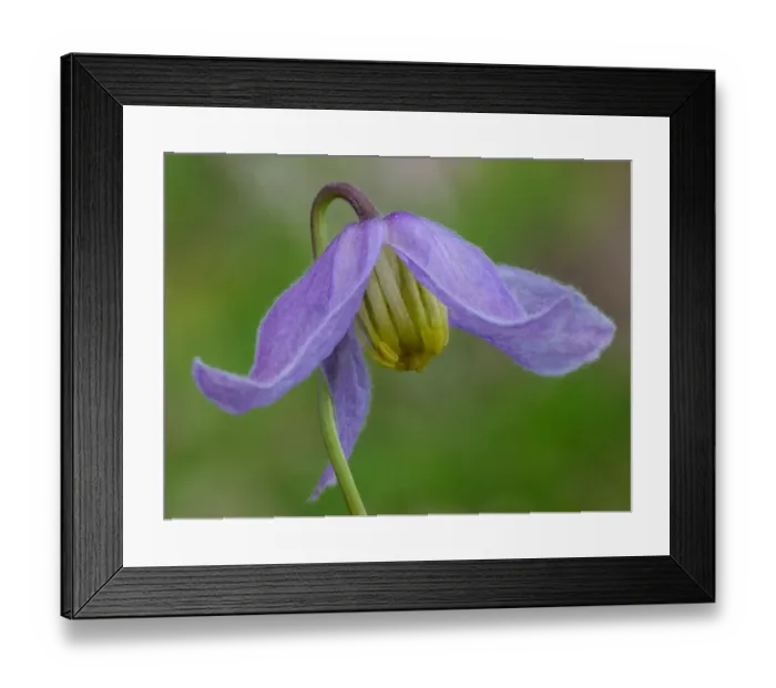 Framed Print : Blue Clematis (Clematis occidentalis) close-up of flower, growing in coniferous forest, Bryce Canyon N. P. Utah, U. S. A