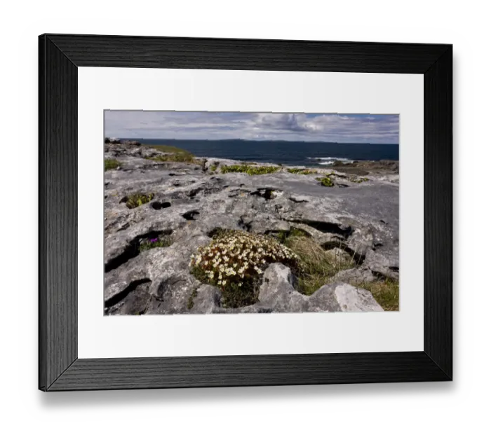 Framed Print : Irish Saxifrage (Saxifraga rosacea) flowering, growing on coastal limestone pavement habitat, Poulsallagh, The Burren