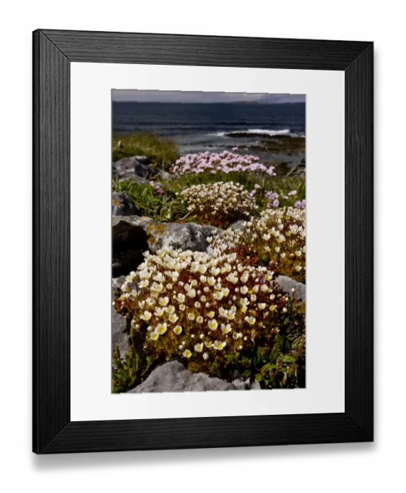Framed Print : Irish Saxifrage (Saxifraga rosacea) and Thrift (Armeria maritima) flowering Framed Print : Irish Saxifrage (Saxifraga rosacea) and Thrift (Armeria maritima) flowering