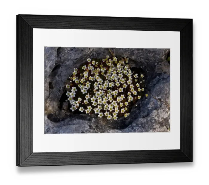 Framed Print : Irish Saxifrage (Saxifraga rosacea) flowering, growing in hollow on coastal limestone pavement, Poulsallagh Framed Print : Irish Saxifrage (Saxifraga rosacea) flowering, growing in hollow on coastal limestone pavement, Poulsallagh