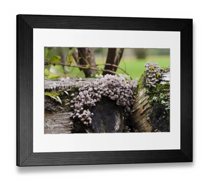Framed Print : Fairy Inkcap (Coprinellus disseminatus) fruiting bodies, group growing on decaying logs, Sir Harold Hillier Gardens Framed Print : Fairy Inkcap (Coprinellus disseminatus) fruiting bodies, group growing on decaying logs, Sir Harold Hillier Gardens