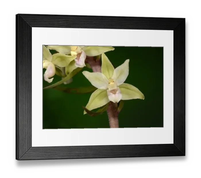 Framed Print : Violet Helleborine (Epipactis purpurata) close-up of flowers, Oxfordshire, England, August Framed Print : Violet Helleborine (Epipactis purpurata) close-up of flowers, Oxfordshire, England, August