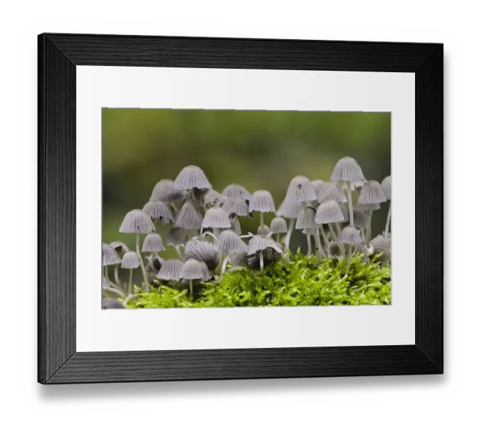Framed Print : Fairy Inkcap (Coprinellus disseminatus) fruiting bodies, group growing amongst moss, Sir Harold Hillier Gardens Framed Print : Fairy Inkcap (Coprinellus disseminatus) fruiting bodies, group growing amongst moss, Sir Harold Hillier Gardens