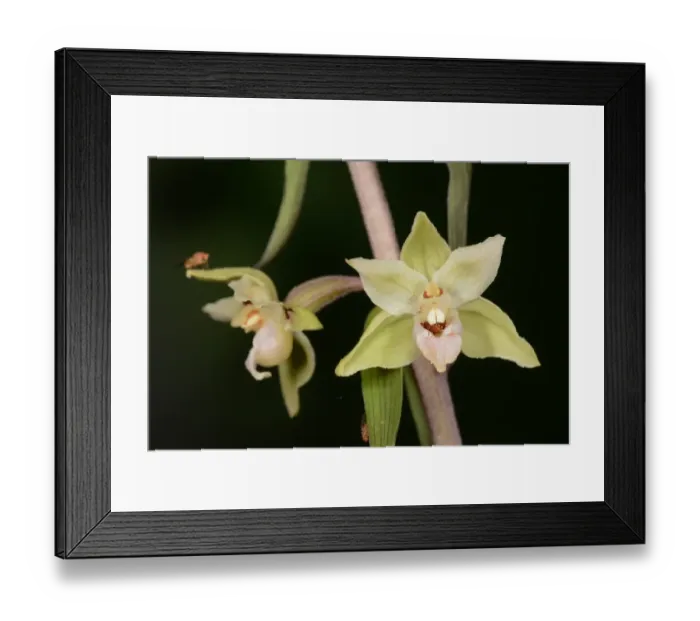 Framed Print : Violet Helleborine (Epipactis purpurata) close-up of flowers, Oxfordshire, England, August Framed Print : Violet Helleborine (Epipactis purpurata) close-up of flowers, Oxfordshire, England, August