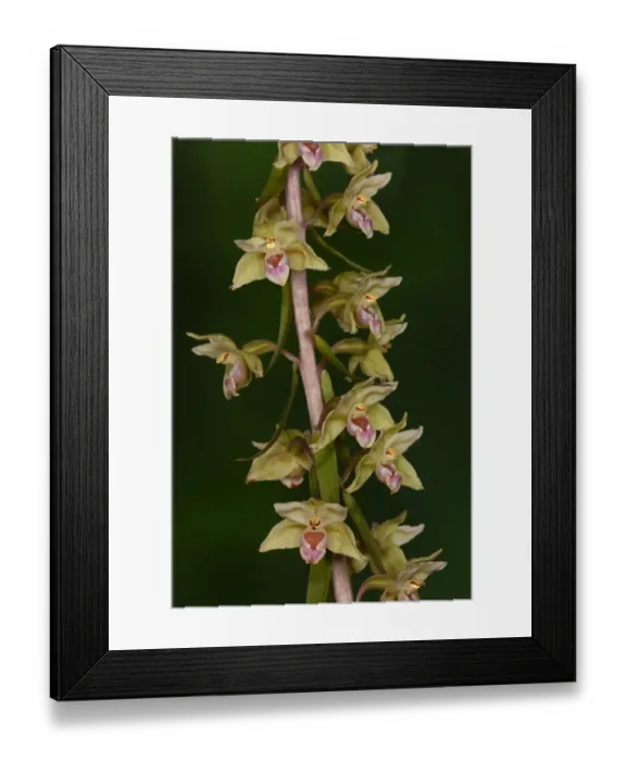 Framed Print : Violet Helleborine (Epipactis purpurata) close-up of flowerspike, Oxfordshire, England, August Framed Print : Violet Helleborine (Epipactis purpurata) close-up of flowerspike, Oxfordshire, England, August
