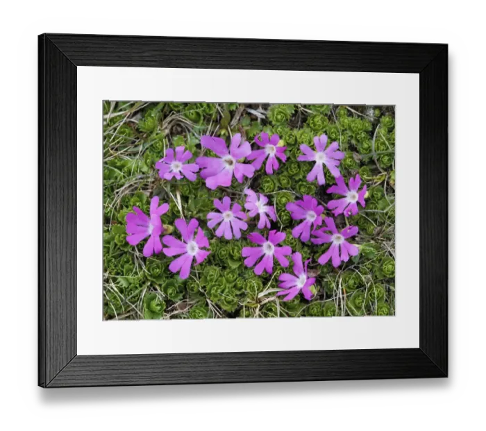 Framed Print : Least Primrose (Primula minima) flowering, Dolomites, Italian Alps, Italy, June