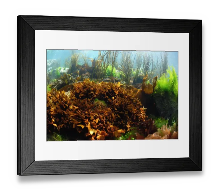 Framed Print : False Irish Moss (Mastocarpus stellatus) in underwater habitat, Pondfield Cove, Isle of Purbeck, Dorset, England, July Framed Print : False Irish Moss (Mastocarpus stellatus) in underwater habitat, Pondfield Cove, Isle of Purbeck, Dorset, England, July