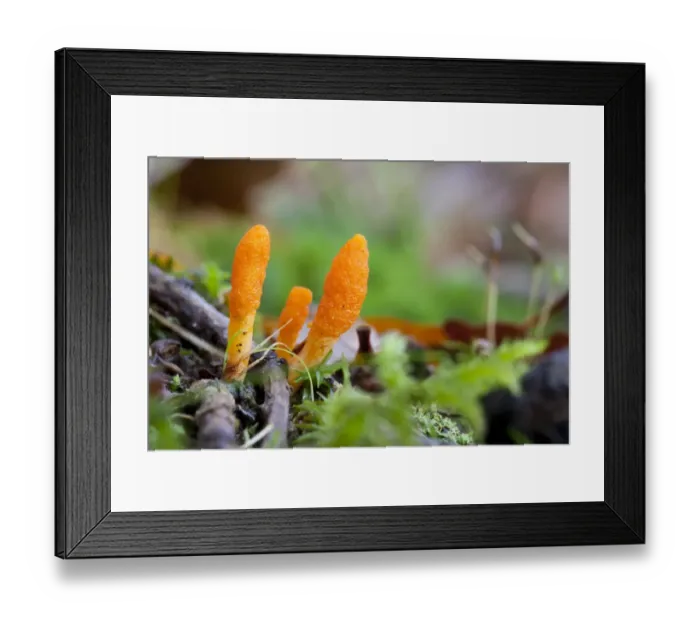 Framed Print : Scarlet Caterpillar Fungus (Cordyceps militaris) fruiting bodies, growing in woodland, Powys, Wales, November