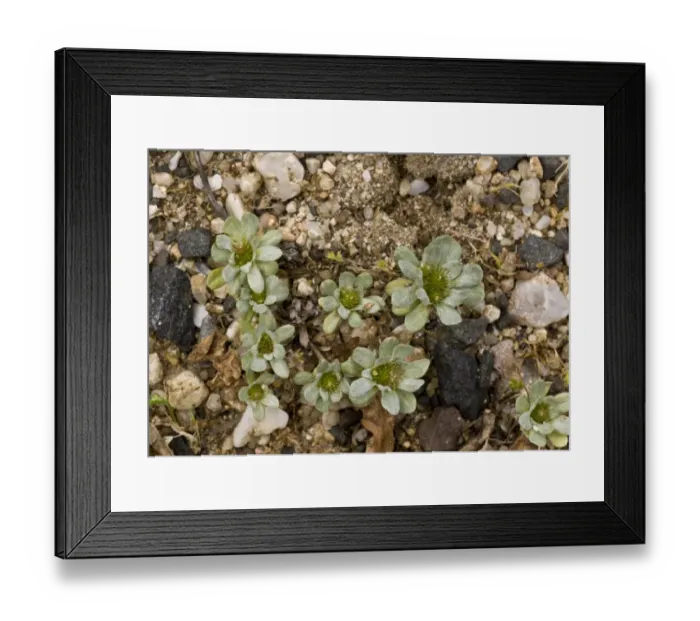 Framed Print : Pygmy Cudweed (Evax pygmaea) rosettes, growing on beach, Sardinia, Italy, April Framed Print : Pygmy Cudweed (Evax pygmaea) rosettes, growing on beach, Sardinia, Italy, April